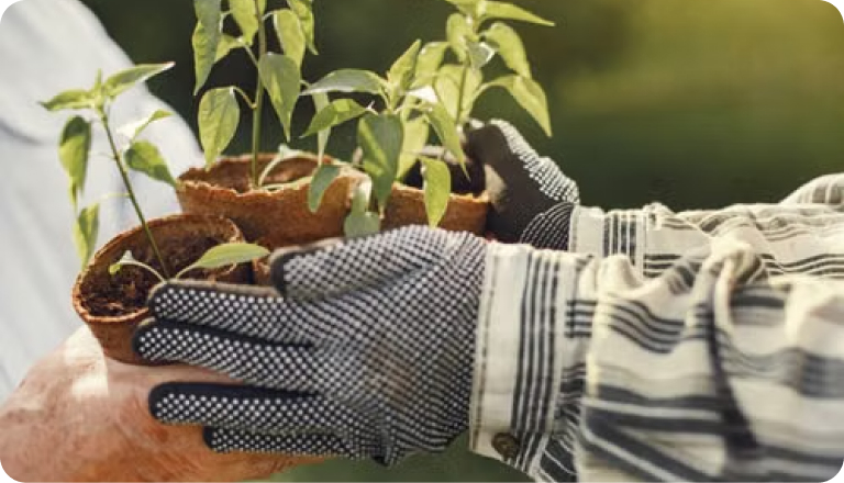 Gloved hands planting seedlings in a garden bed