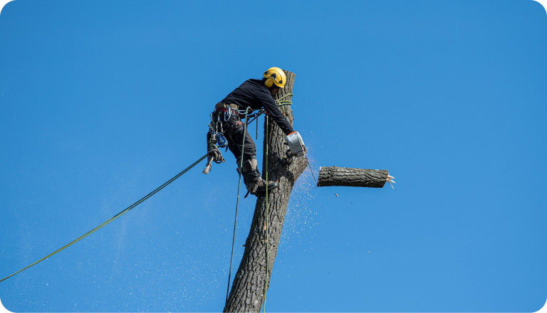 An arborist high in a tree cutting a limb