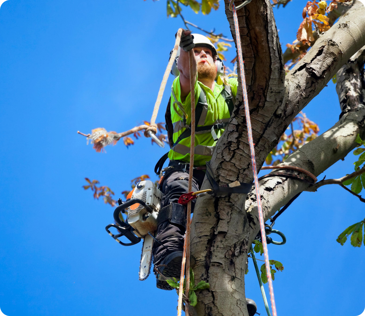 An arborist roped into a tree, cutting a limb