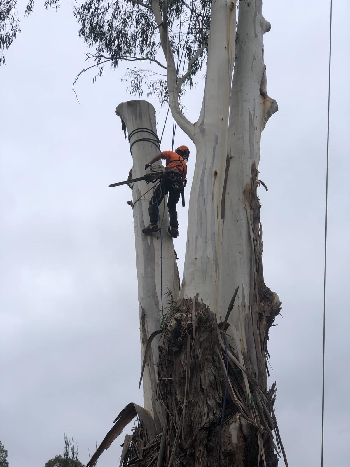 Arborist climbing a large eucalyptus with a chainsaw