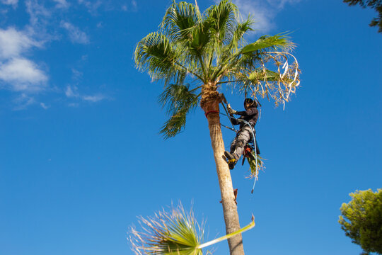 Palm Trees