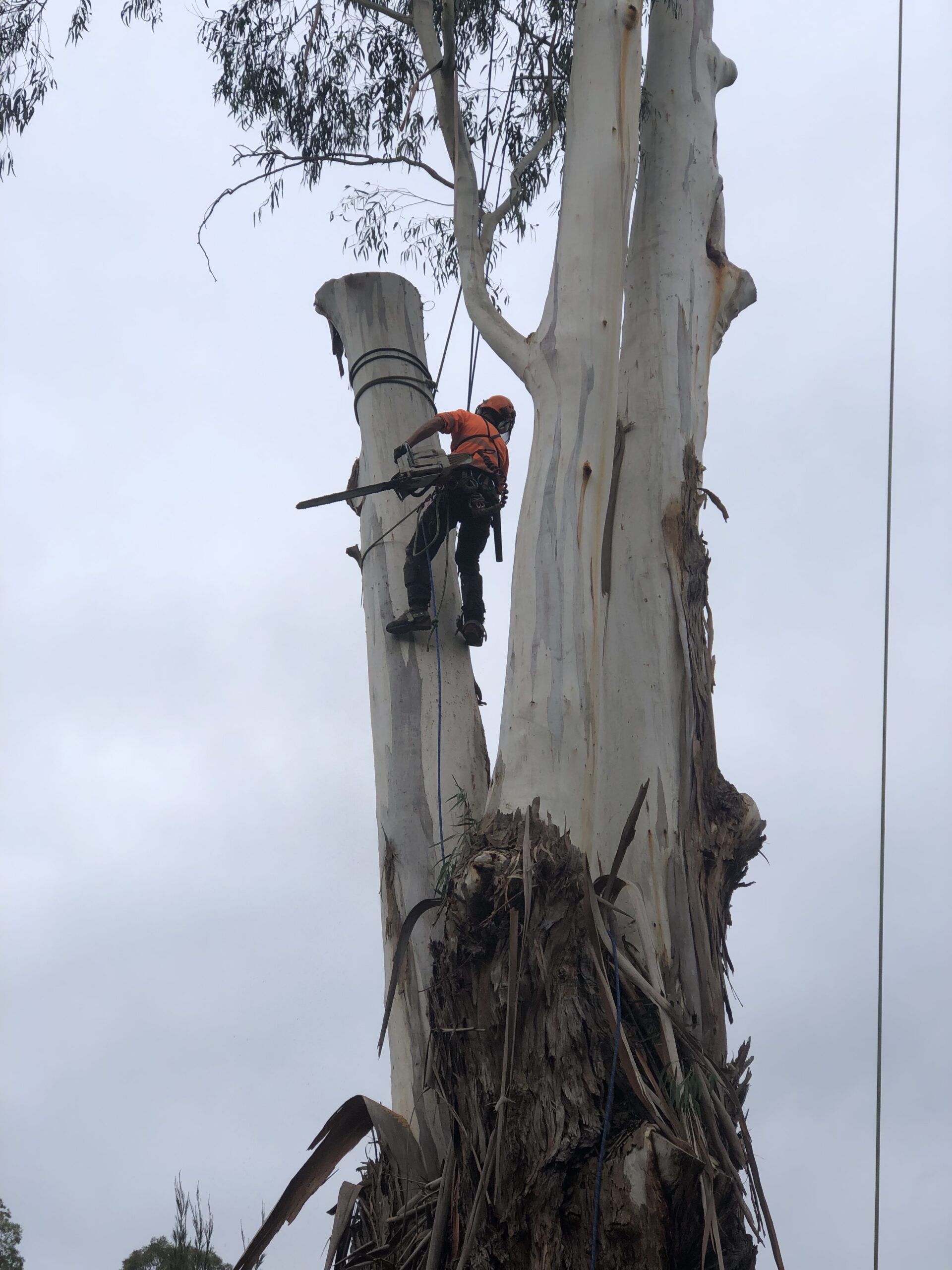Arborist Services